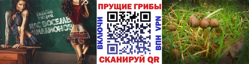 площадка наркотические препараты  Хабаровск  Галлюциногенные грибы GOLDEN TEACHER  omg зеркало 